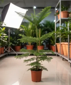 Alternative view of أروكاريا - مركن 24 سم