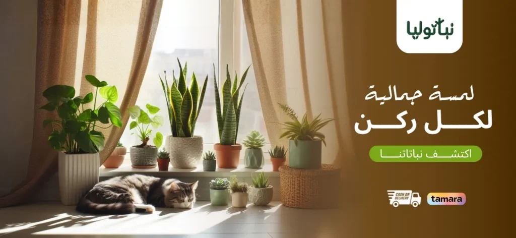 بانر الرئيسية نباتوليا ١