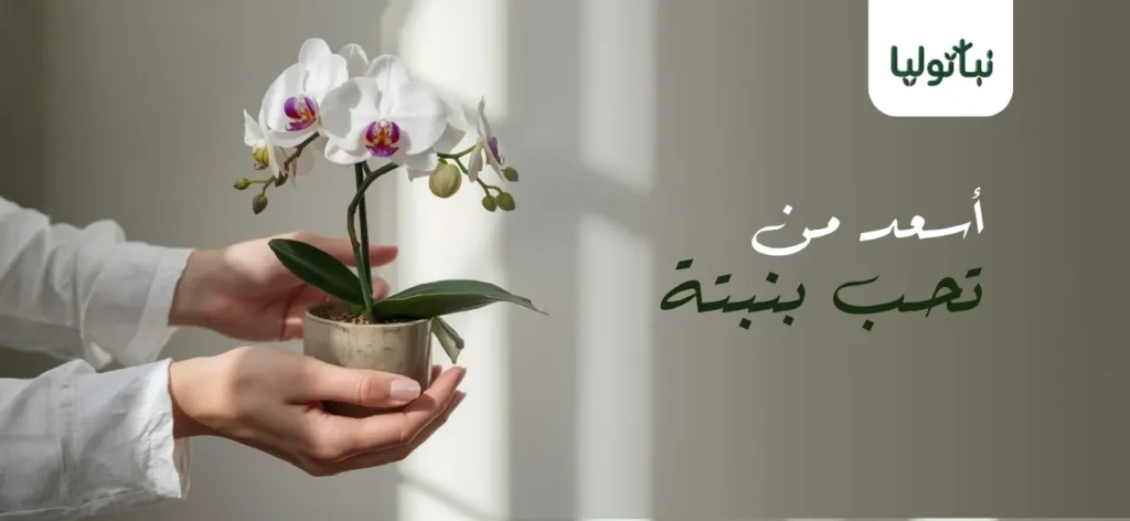 بانر الرئيسية نباتوليا ٢
