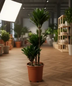 دراسينا كومباكتا 3 سيقان - مركن 24 سم