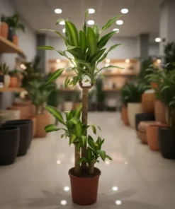 Alternative view of دراسينا ماسنجانا 3 سيقان - مركن 27 سم