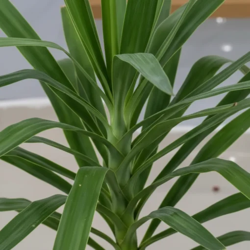 يوكا 1 ساق مركن 24 سم - الصورة 3