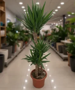 Alternative view of يوكا 3 سيقان مركن 27 سم