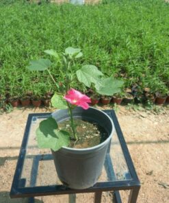 خطمية (الخبيزة) أحمر مركن 20 سم