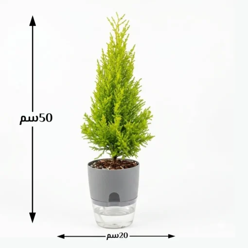 نبتة سرو ليمون في اصيص ابيض ري ذاتي - الصورة 4
