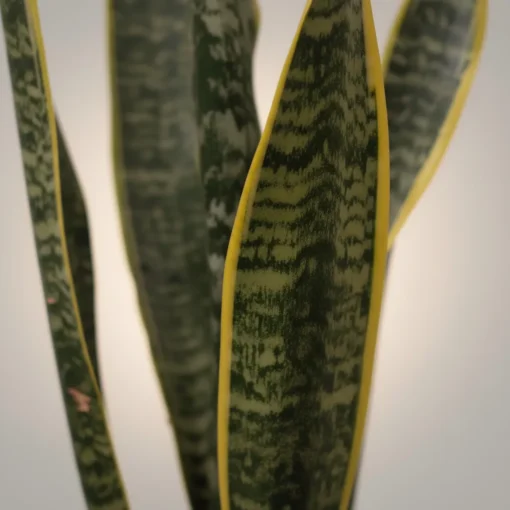 صبار الأغاف (Agave) في اصيص فخار - الصورة 3