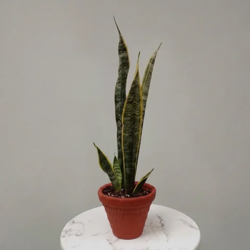 صبار الأغاف (Agave) في اصيص فخار - الصورة 4