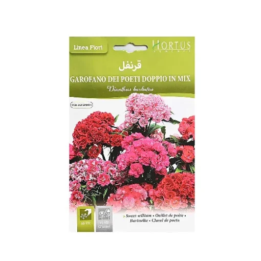 بذور زهرة قرنفل