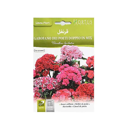 بذور زهرة قرنفل