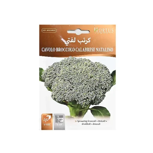 بذور كرنب لفتي
