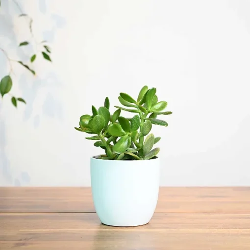نبتة كراسولا في اصيص سيراميك ابيض