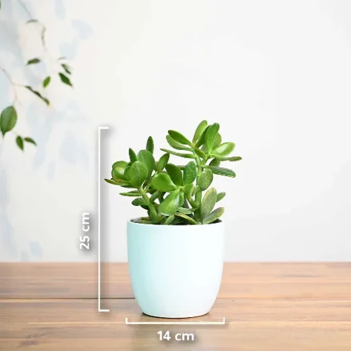 نبتة كراسولا في اصيص سيراميك ابيض