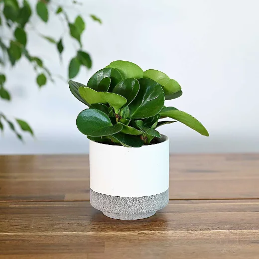 نبتة ببروميا خضراء في اصيص سيراميك ابيض