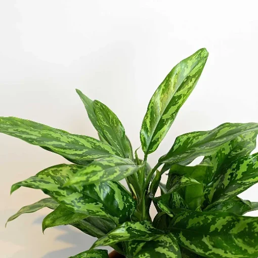 نبتة اجلونيما ماريا كبيرة
