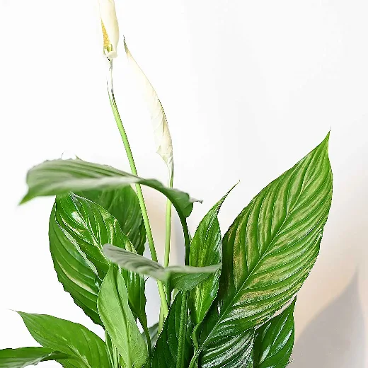 نبتة الاشرعة البيضاء كبيرة