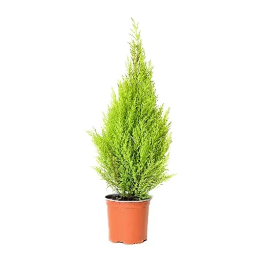 نبتة سرو عطري وسط