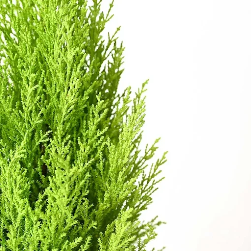 نبتة سرو عطري وسط