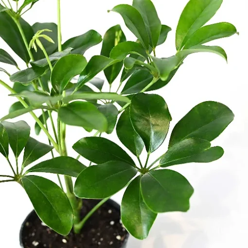 نبتة شفليرا صغيرة