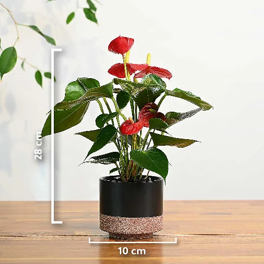 نبتة انتوريوم احمر صغير في اصيص سيراميك اسود
