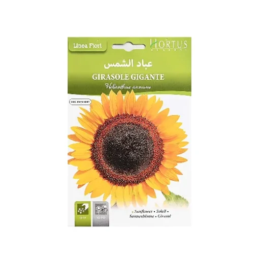 بذور دوار الشمس