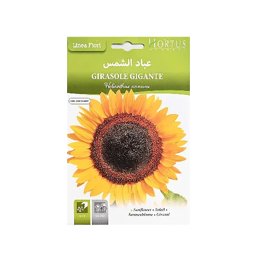 بذور دوار الشمس