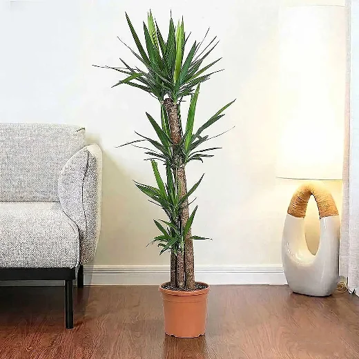 نبتة يوكا 4 سيقان 150 سم